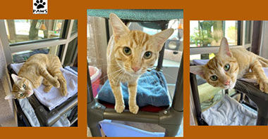Adopt-a-Pet